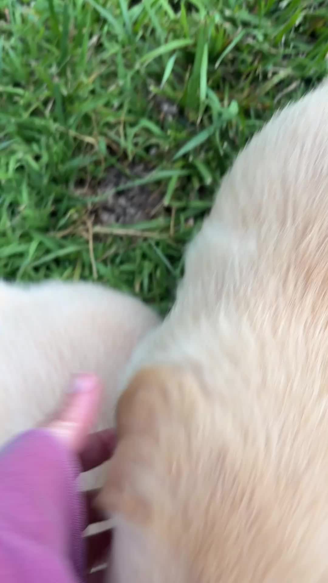 Mixed Breed dogs for sale: Leo - Video 1