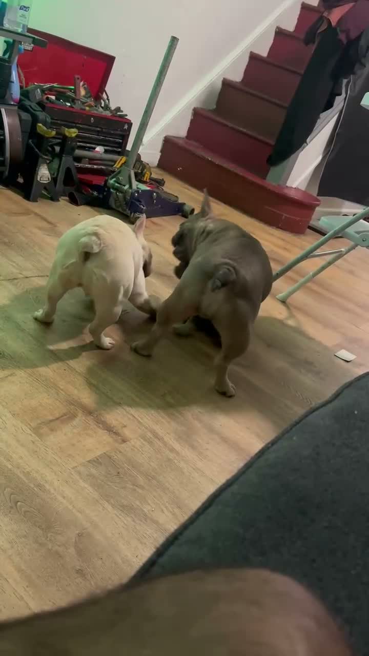 French Bulldog dogs for sale: Nyla 💖 - Video 1