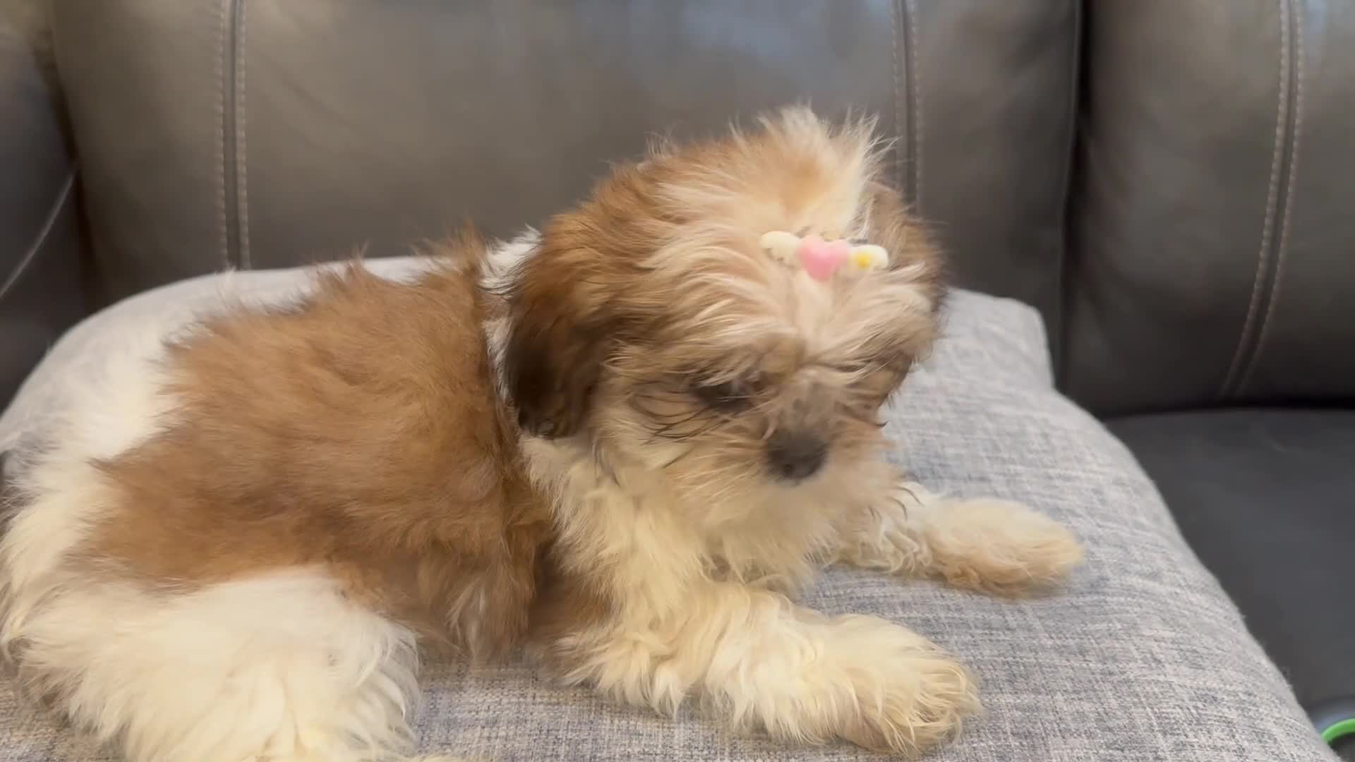 Shih Tzu dogs for sale: Lena - Video 4