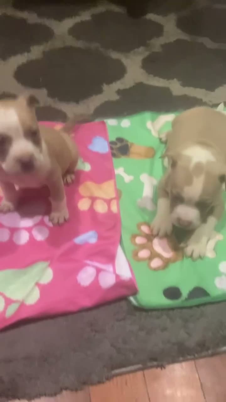 American Bully dogs for sale: American Bully 2 - Video 1