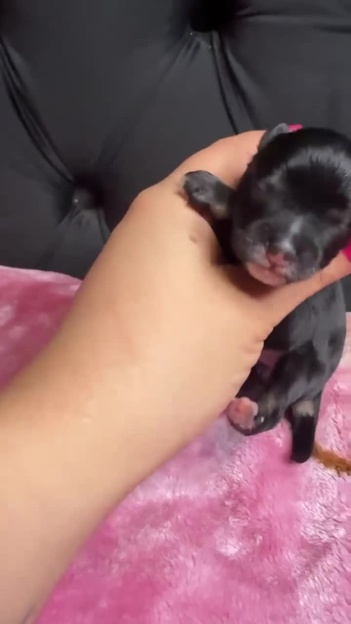 Miniature Schnauzer dogs for sale: Oliver - Video 1