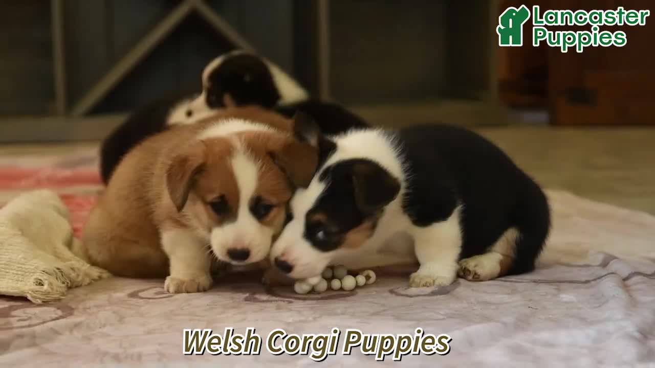 Welsh Corgi Pembroke dogs for sale: Gloria - Video 1