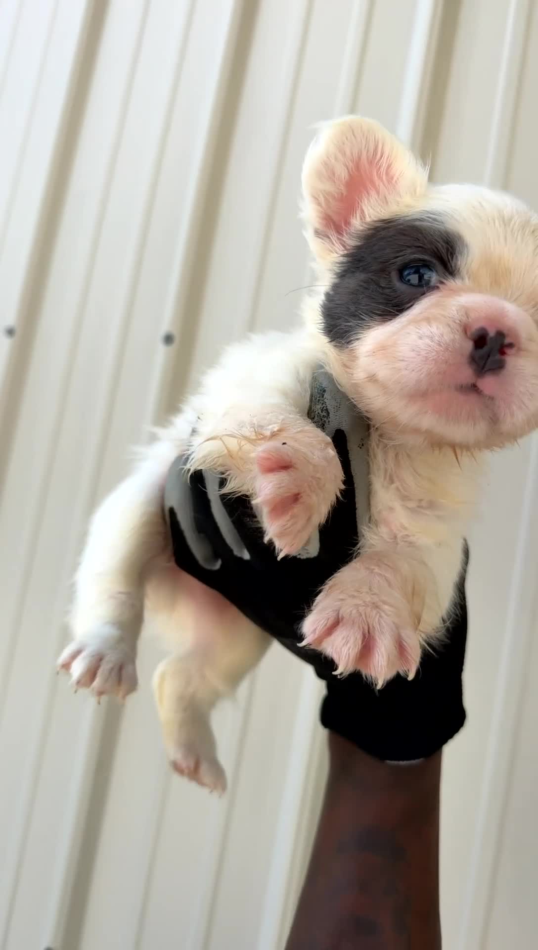 French Bulldog dogs for sale: French Bulldog 4 - Video 1