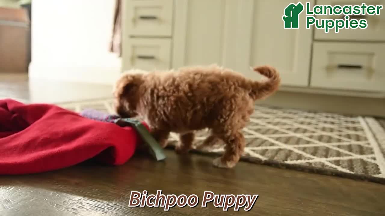 Bichpoo dogs for sale: Jerry - Video 1