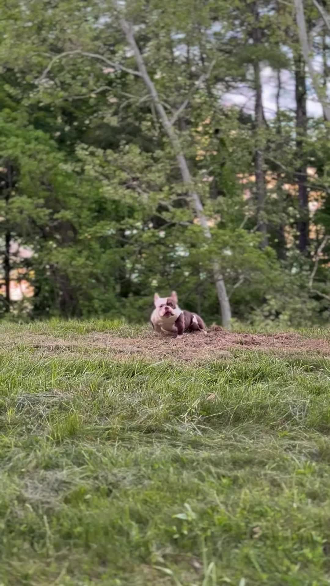 American Bully dogs for stud: APOLLO CREED –MICRO POCKET AMERICAN BULLY  - Video 2
