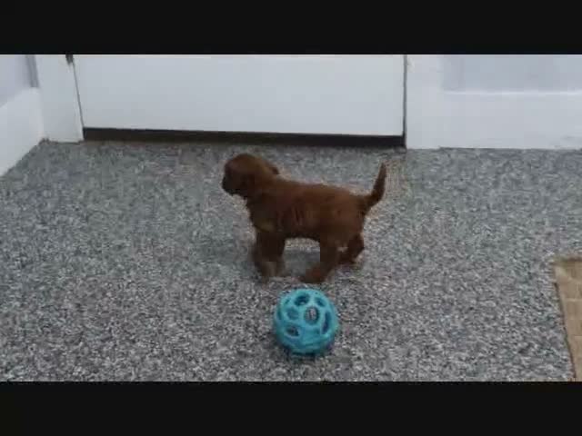 Mini Goldendoodle dogs for sale: Marla - Video 8