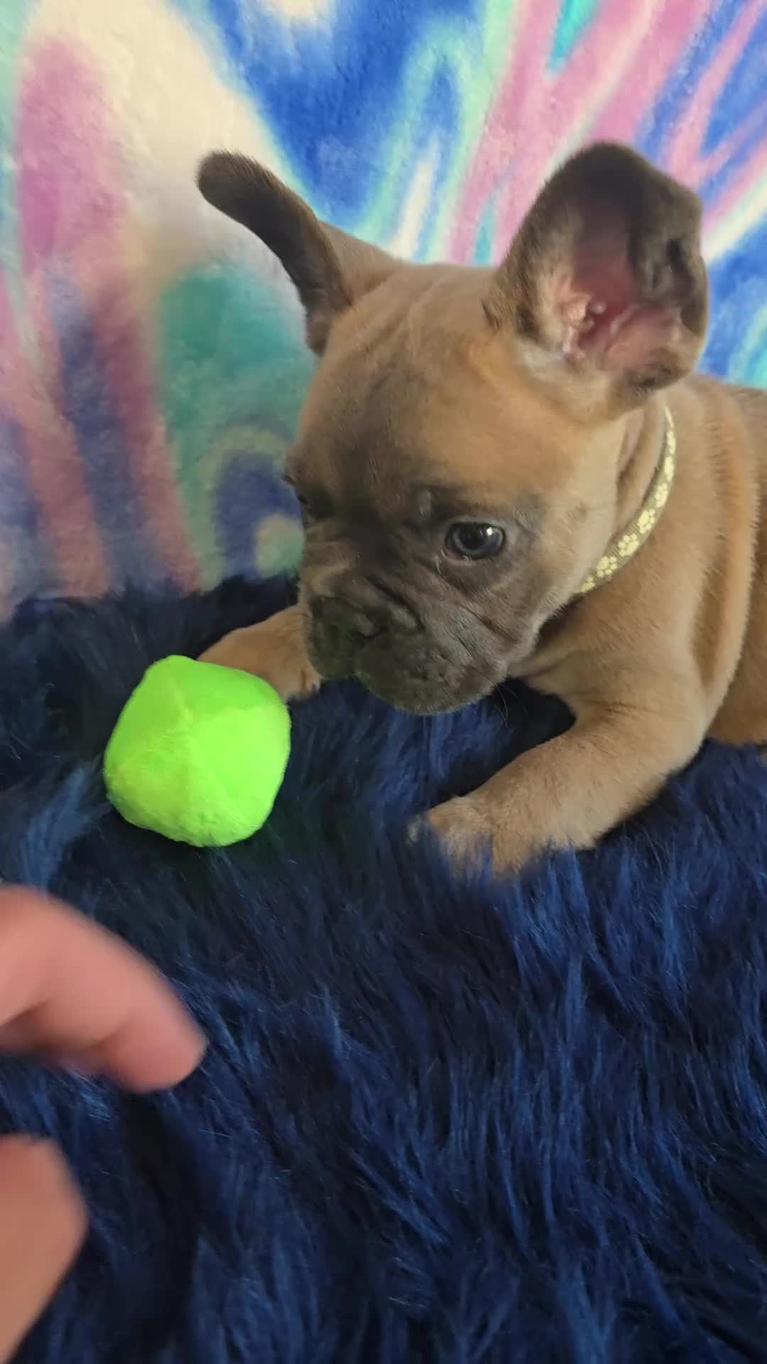 French Bulldog dogs for sale: Coco - Video 1