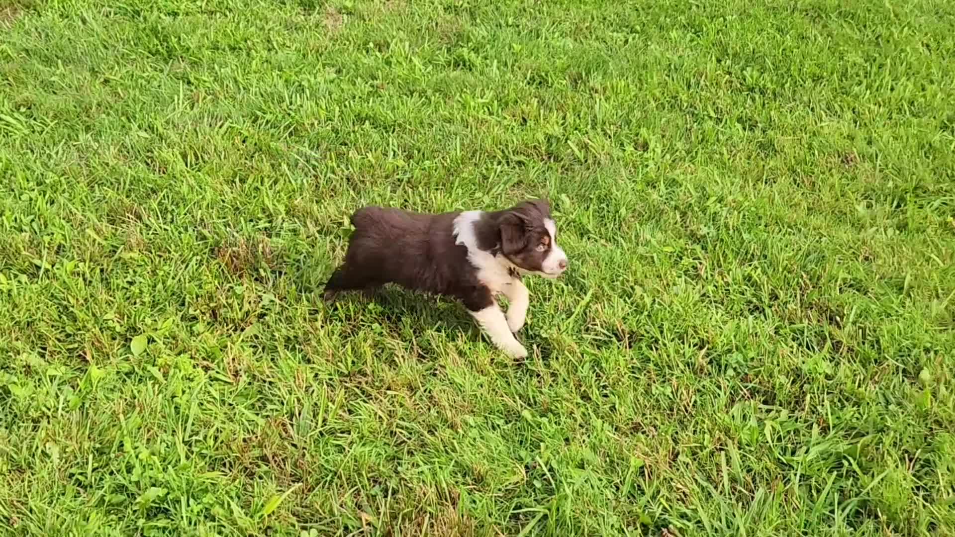 Miniature Australian Shepherd dogs for sale: Rosa - Video 3