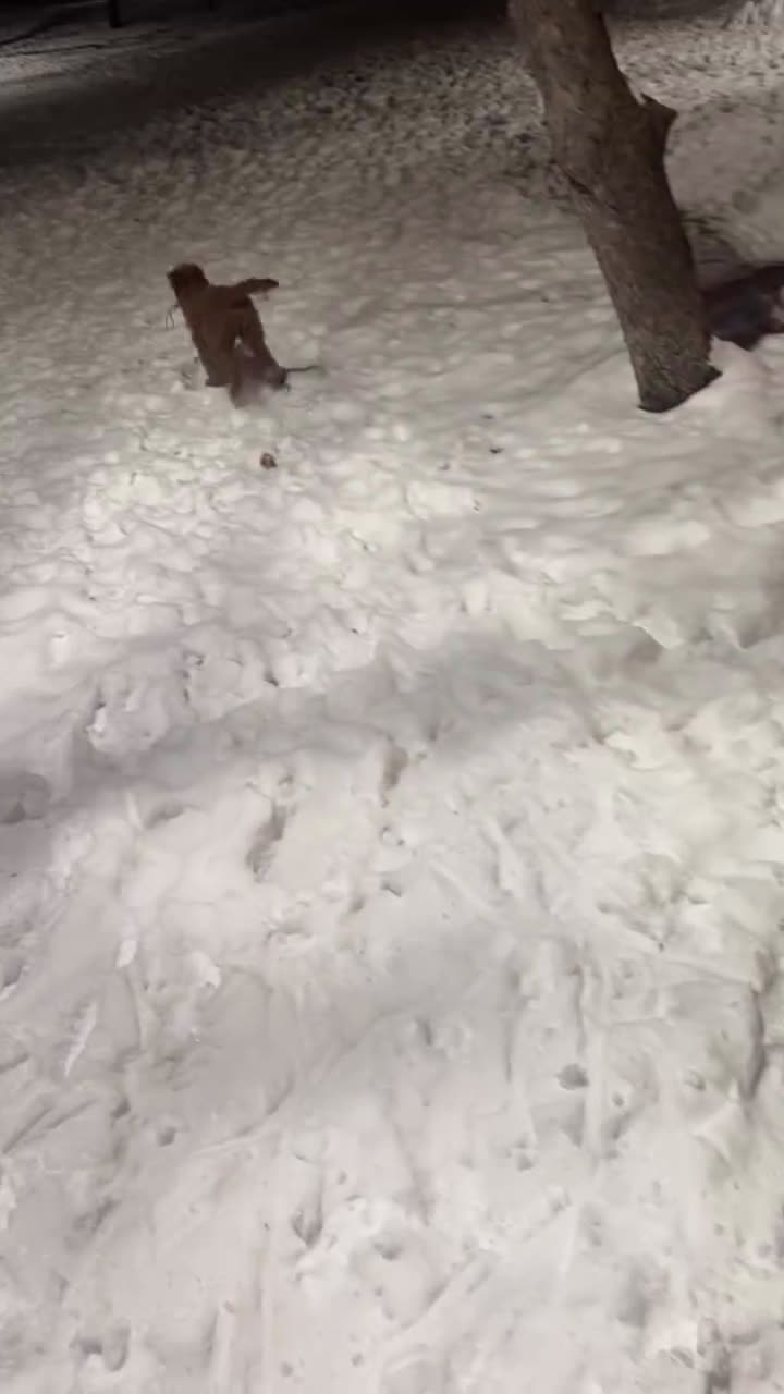 Labradoodle dogs for sale: Kingston - Video 1