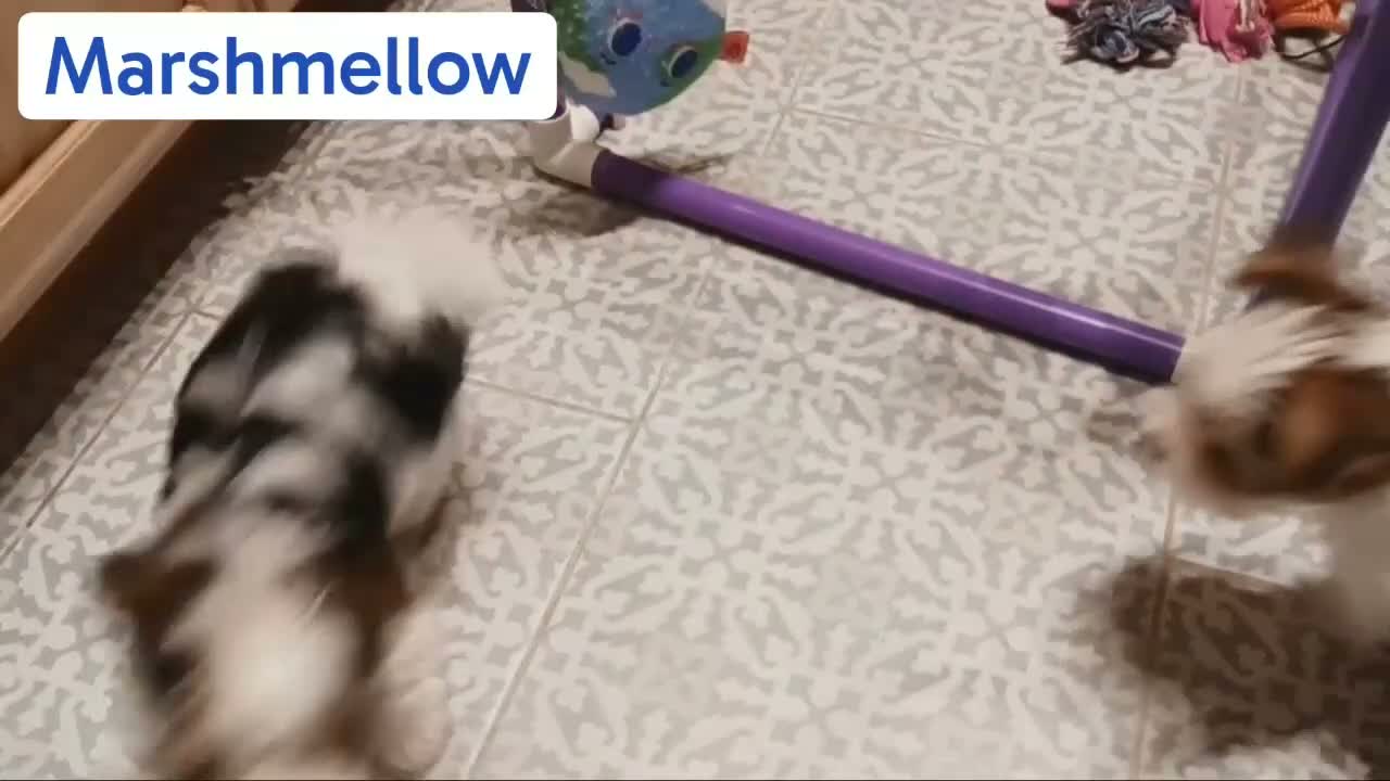 Mixed Breed dogs for sale: Pippin - Video 2