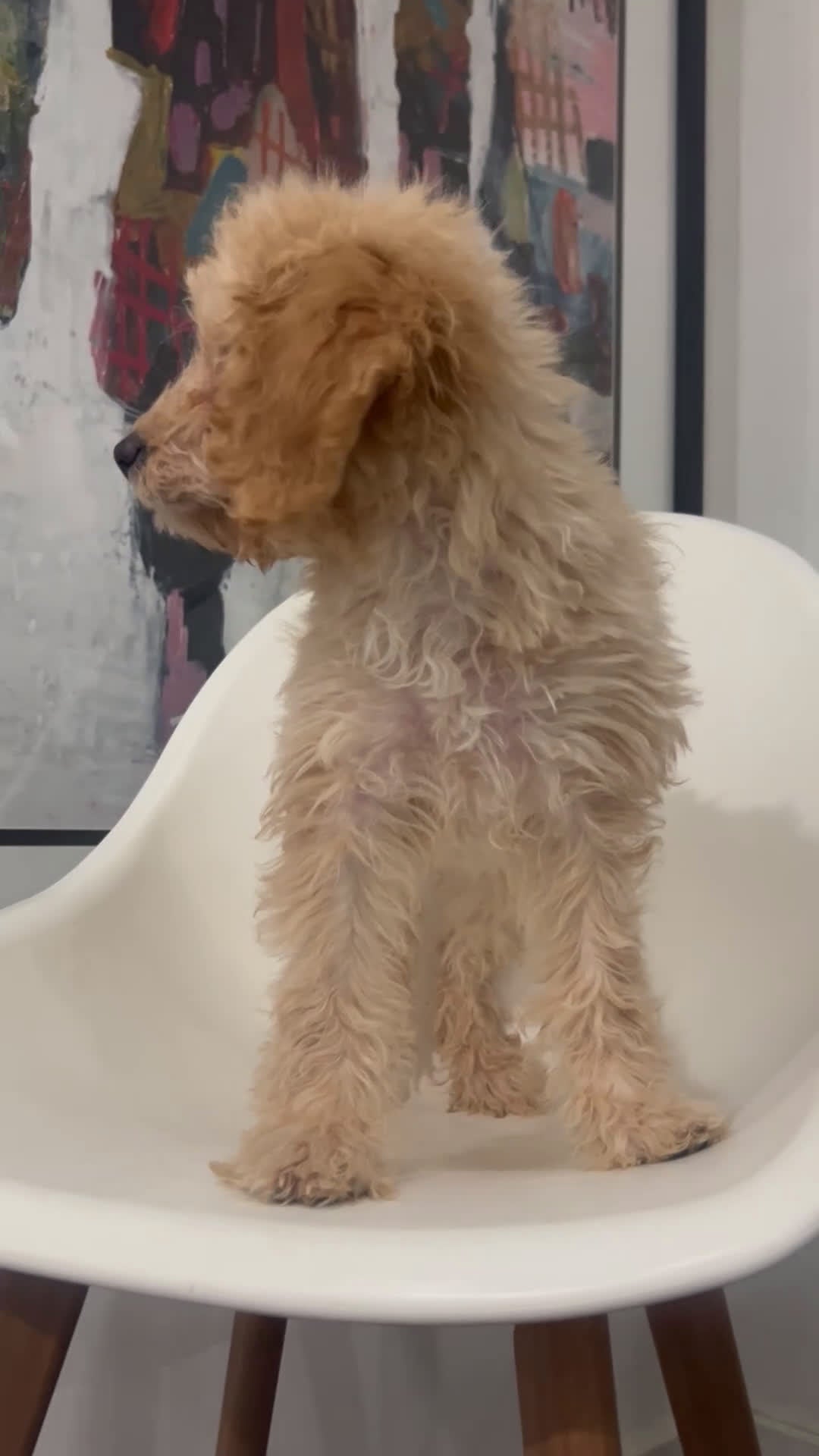 Cavapoo dogs for sale: Kela  - Video 2