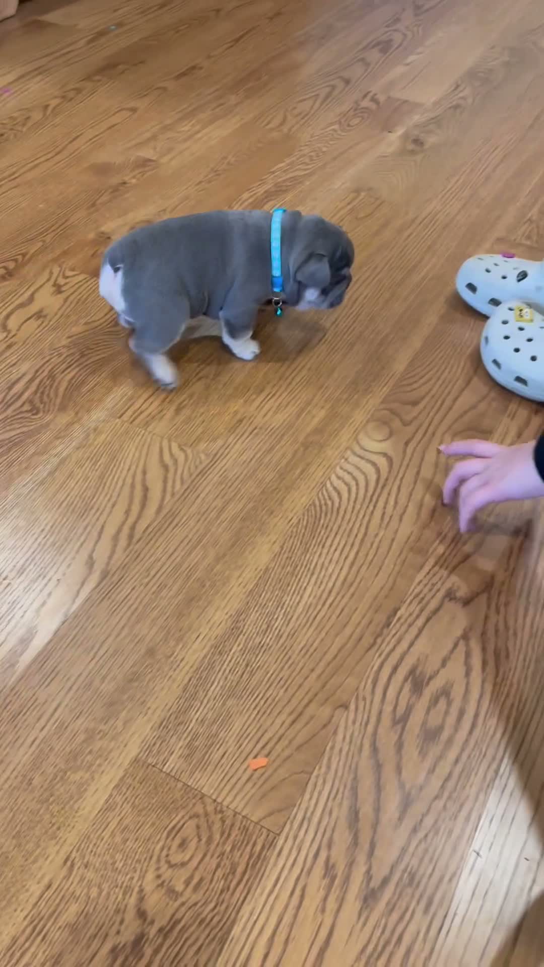 French Bulldog dogs for stud: Theo French Bulldog Stud - Video 1
