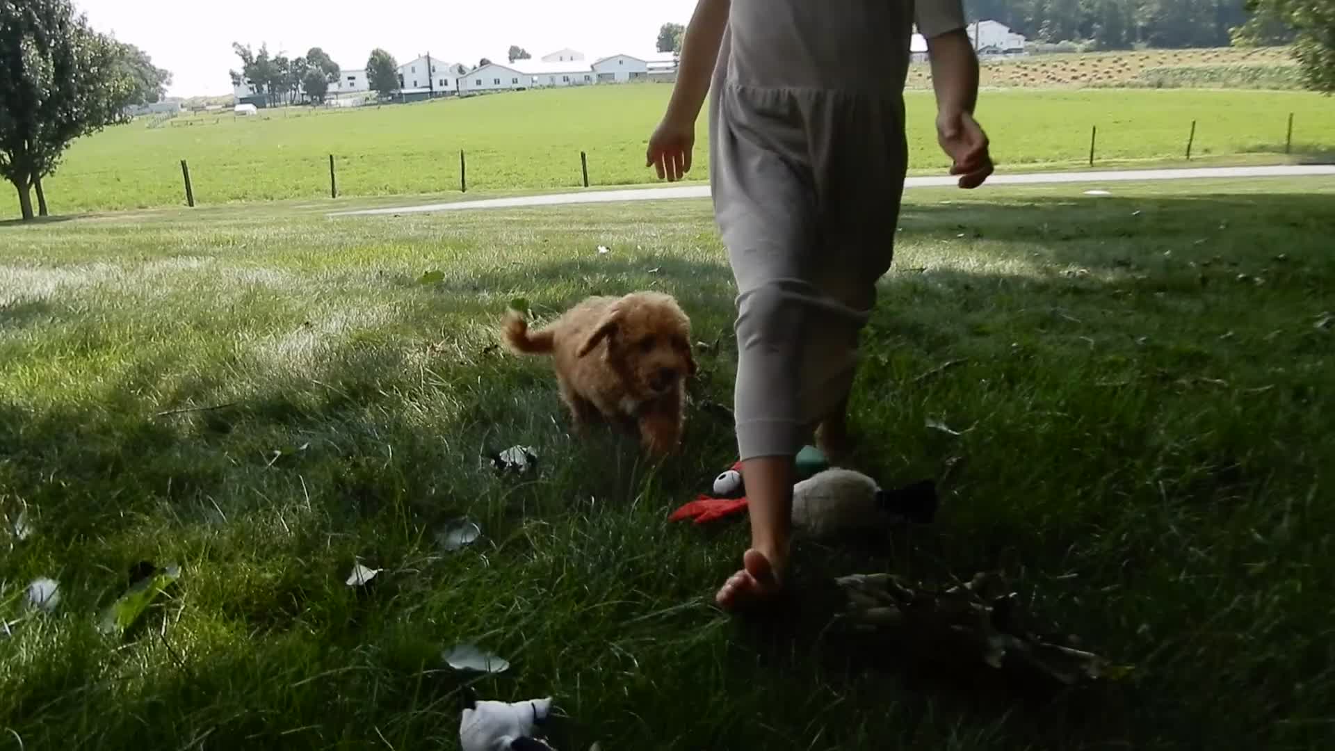 Mini Goldendoodle dogs for sale: Sasha - Video 1
