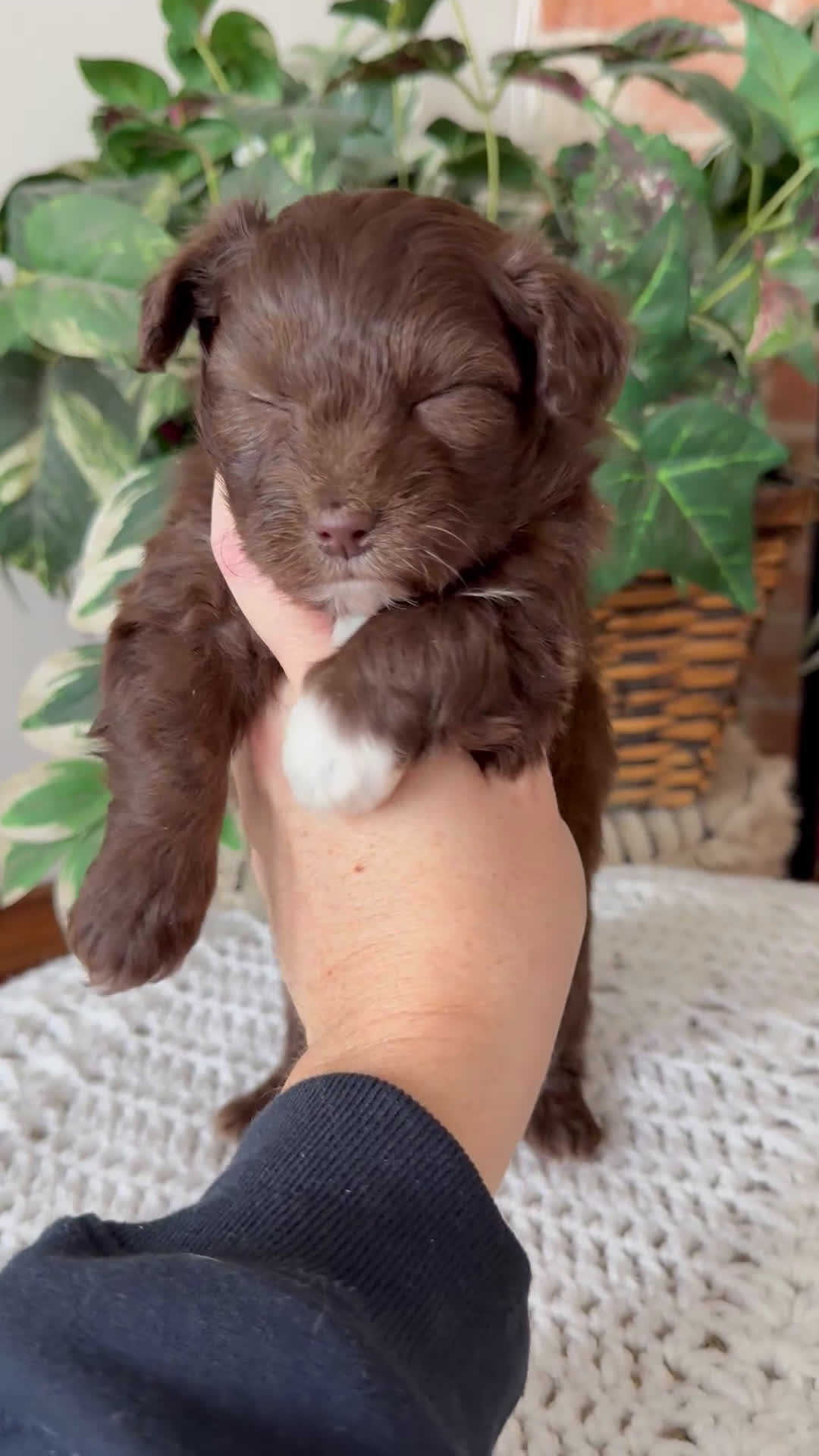 Mini Aussiedoodle dogs for sale: Jade - Video 7