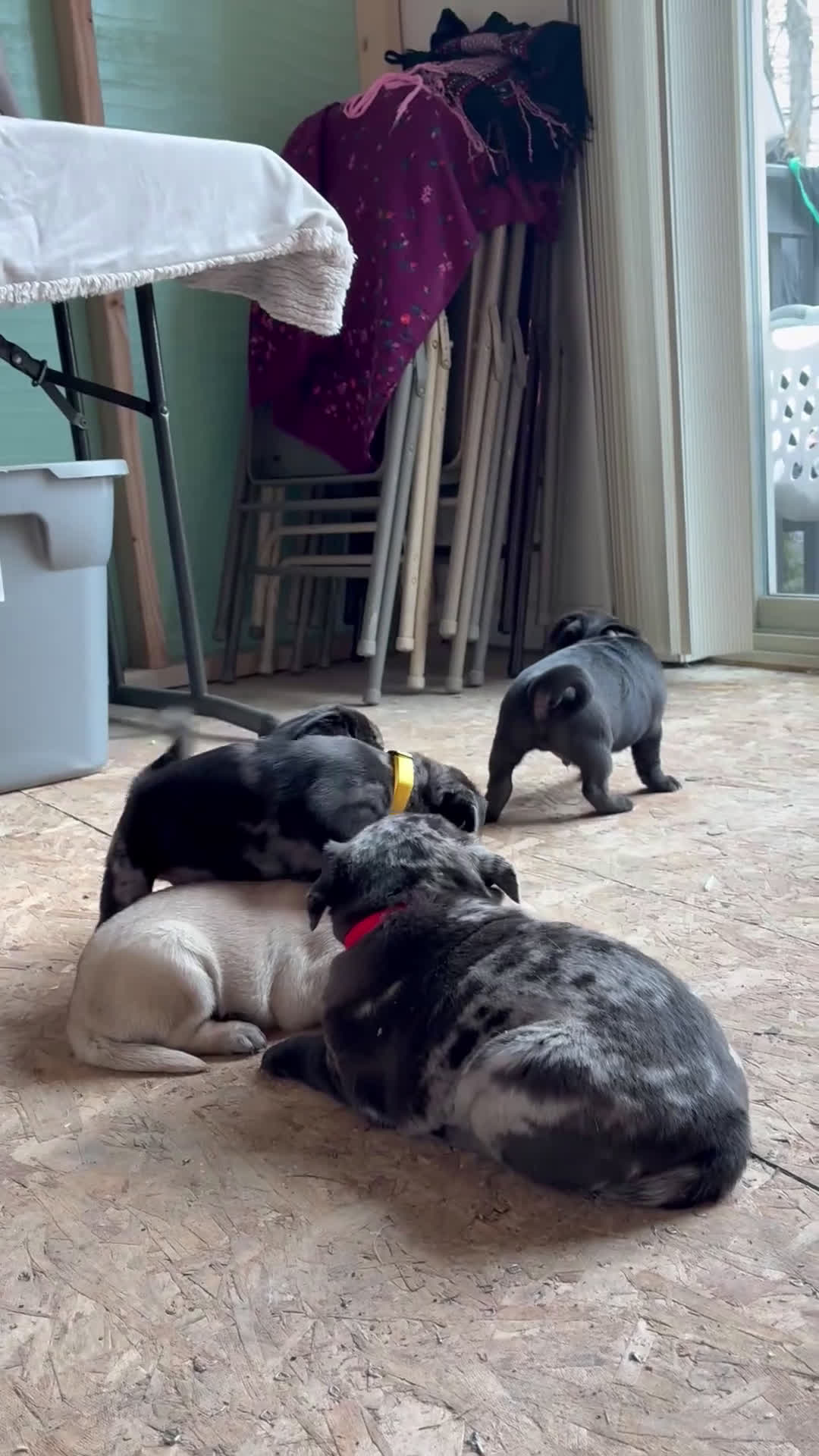 Pug dogs for sale: Toby - Video 1