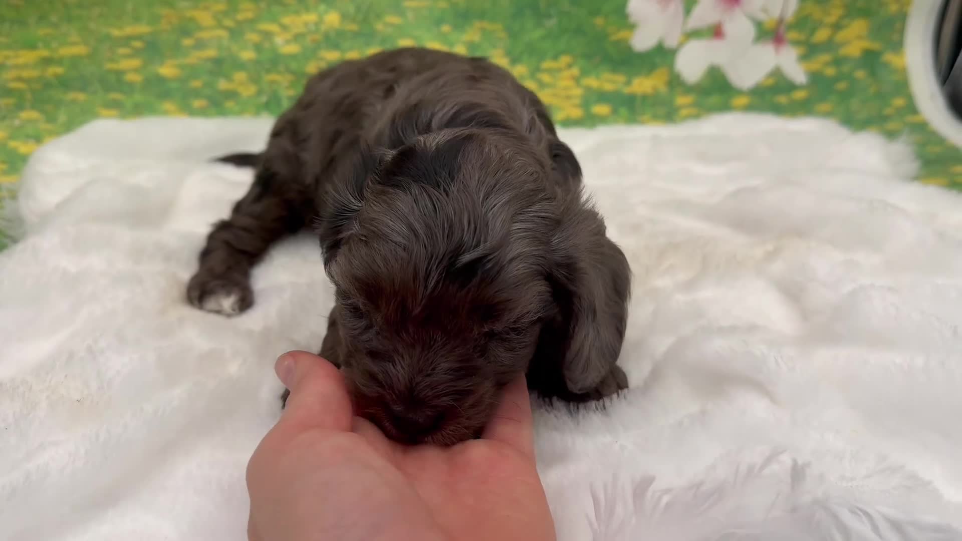 Cavapoo dogs for sale: Bently  - Video 4