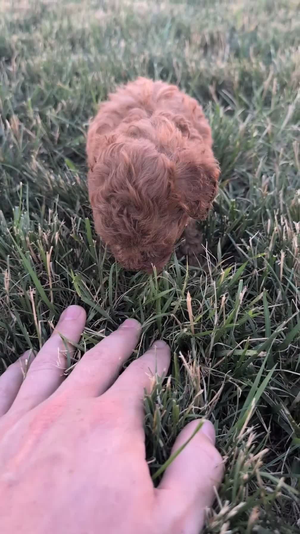 Miniature Poodle dogs for sale: Harper - Video 1