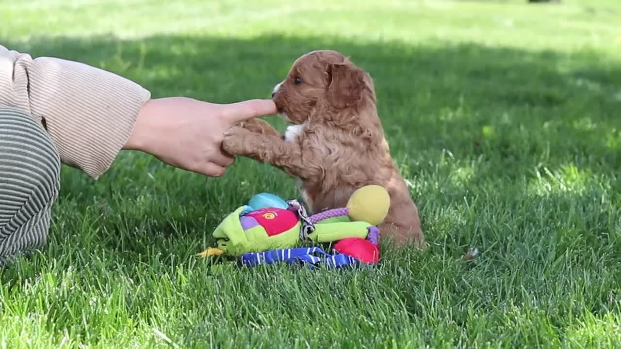 Cavapoo dogs for sale: Alison - Video 4