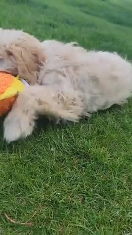 Mini Goldendoodle dogs for sale: Violent Female - Video 1