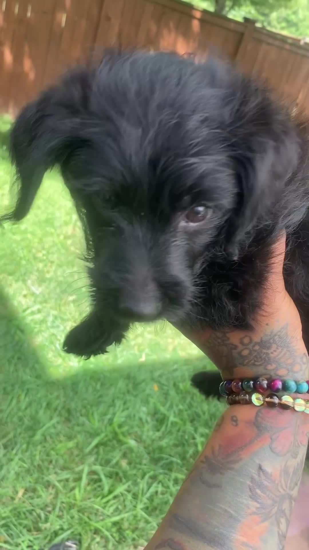 Yorkiepoo dogs for sale: Yorkiepoo 2 - Video 1