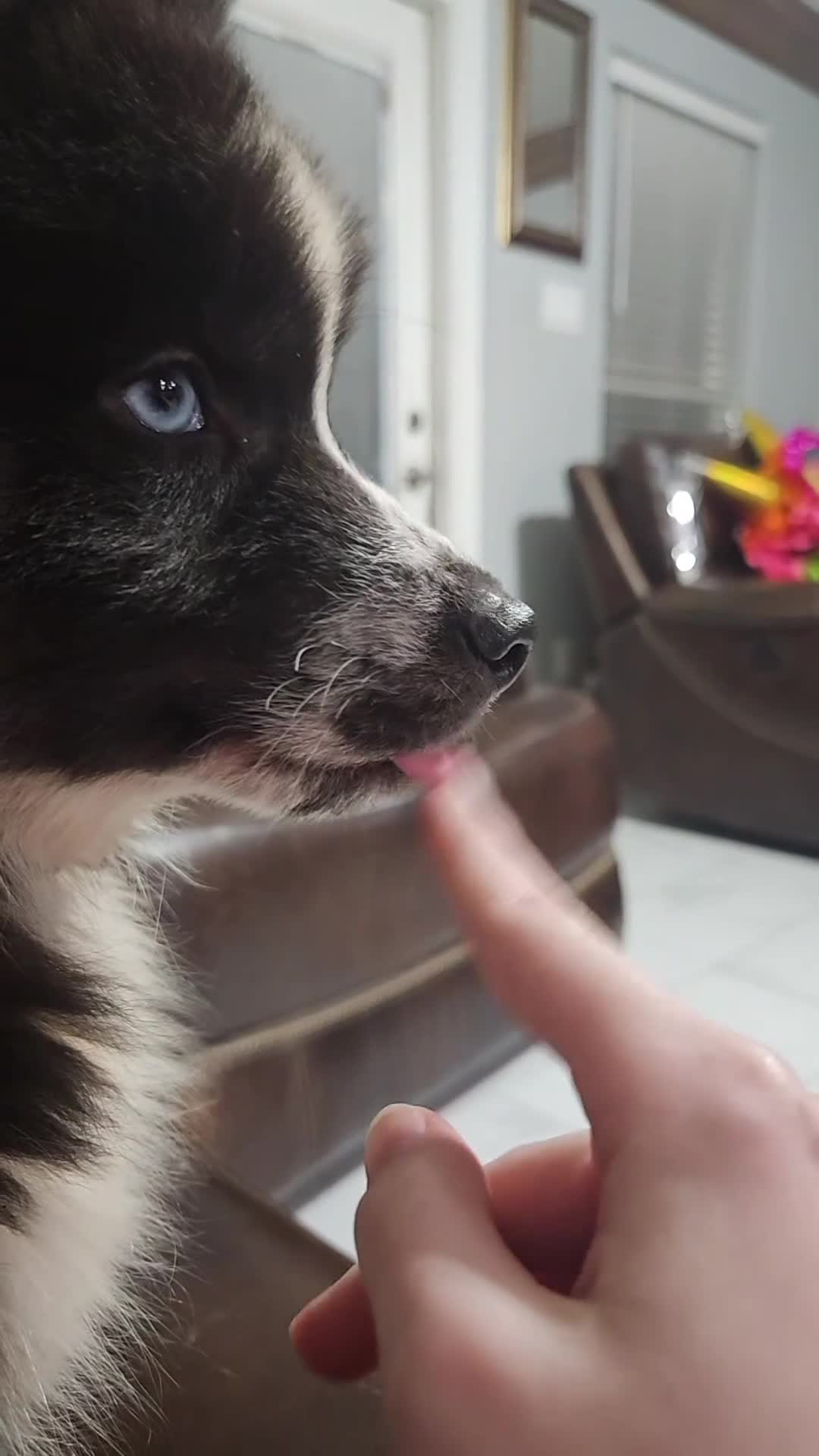 Siberian Husky dogs for sale: Arlo - Video 1