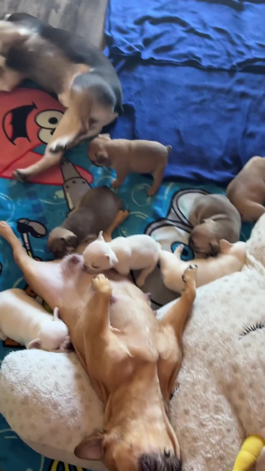 French Bulldog dogs for sale: French Bulldog Puppy 2 - Video 1