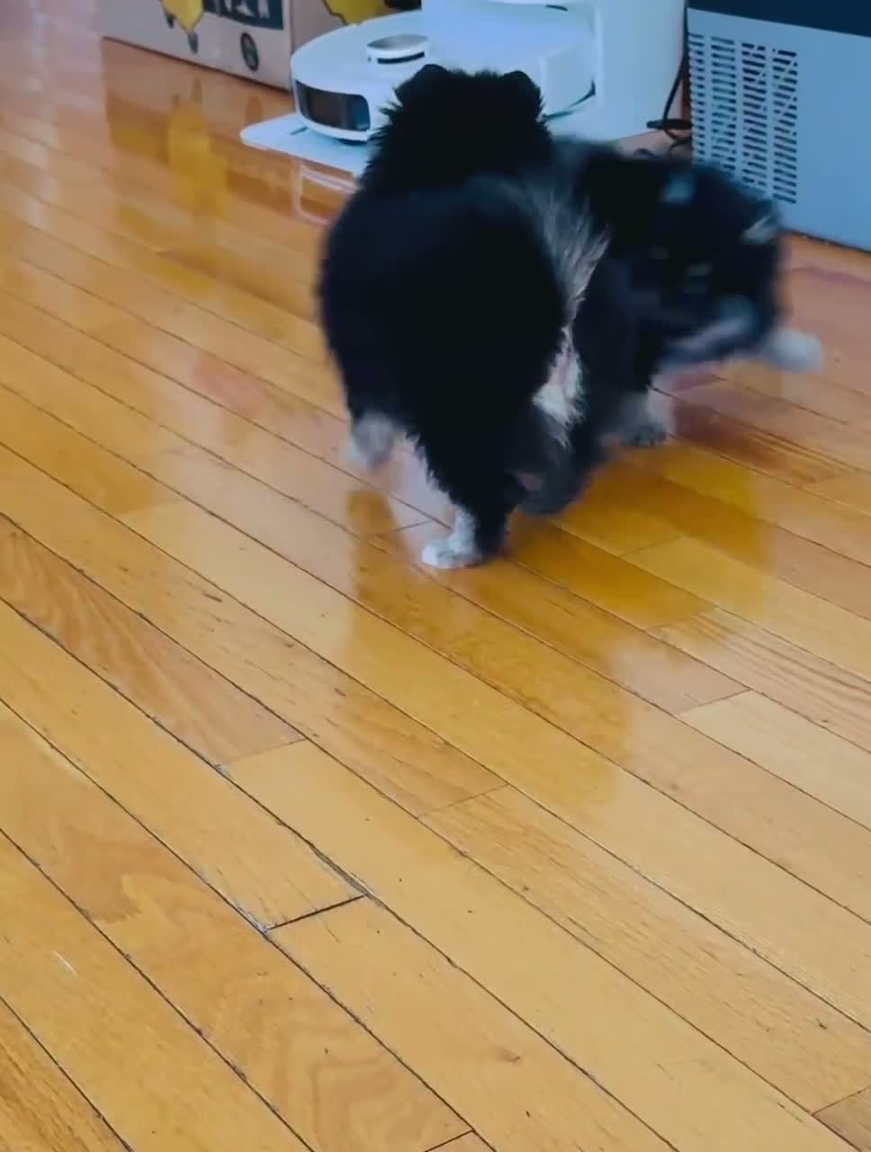 Pomeranian dogs for sale: Pomeranian 1 - Video 1