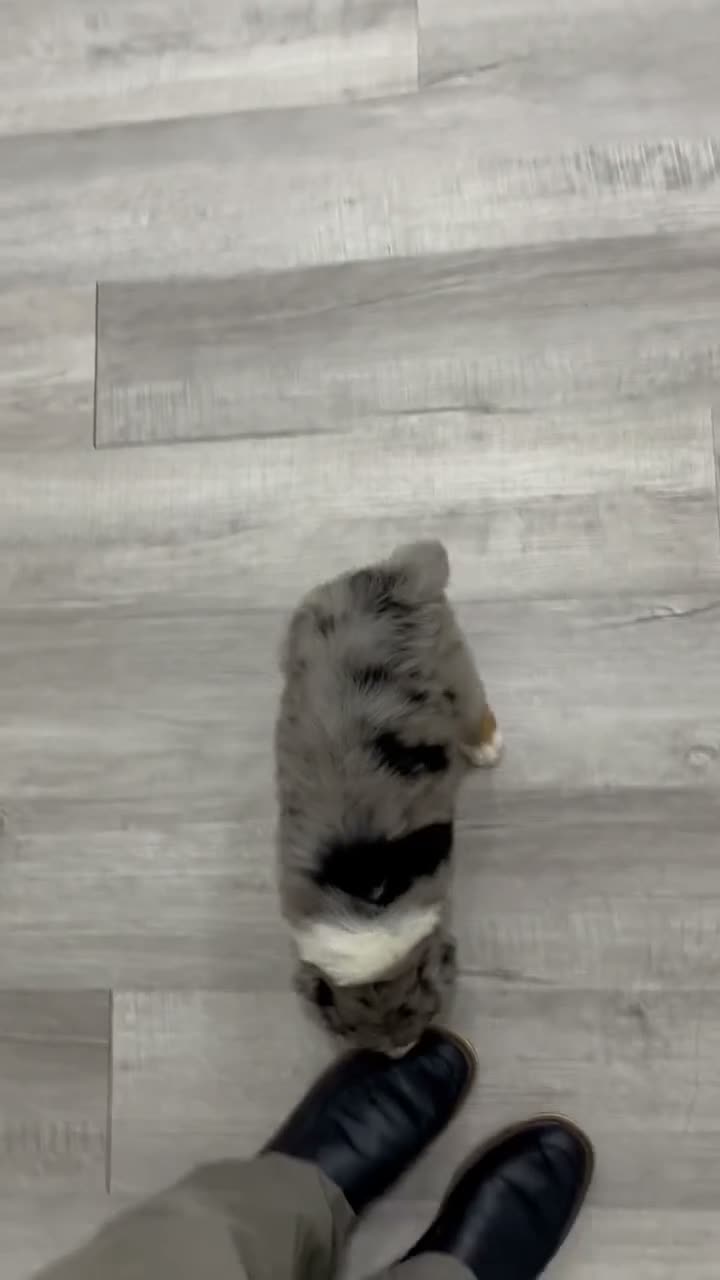 Australian Shepherd dogs for sale: Chloe - Video 1