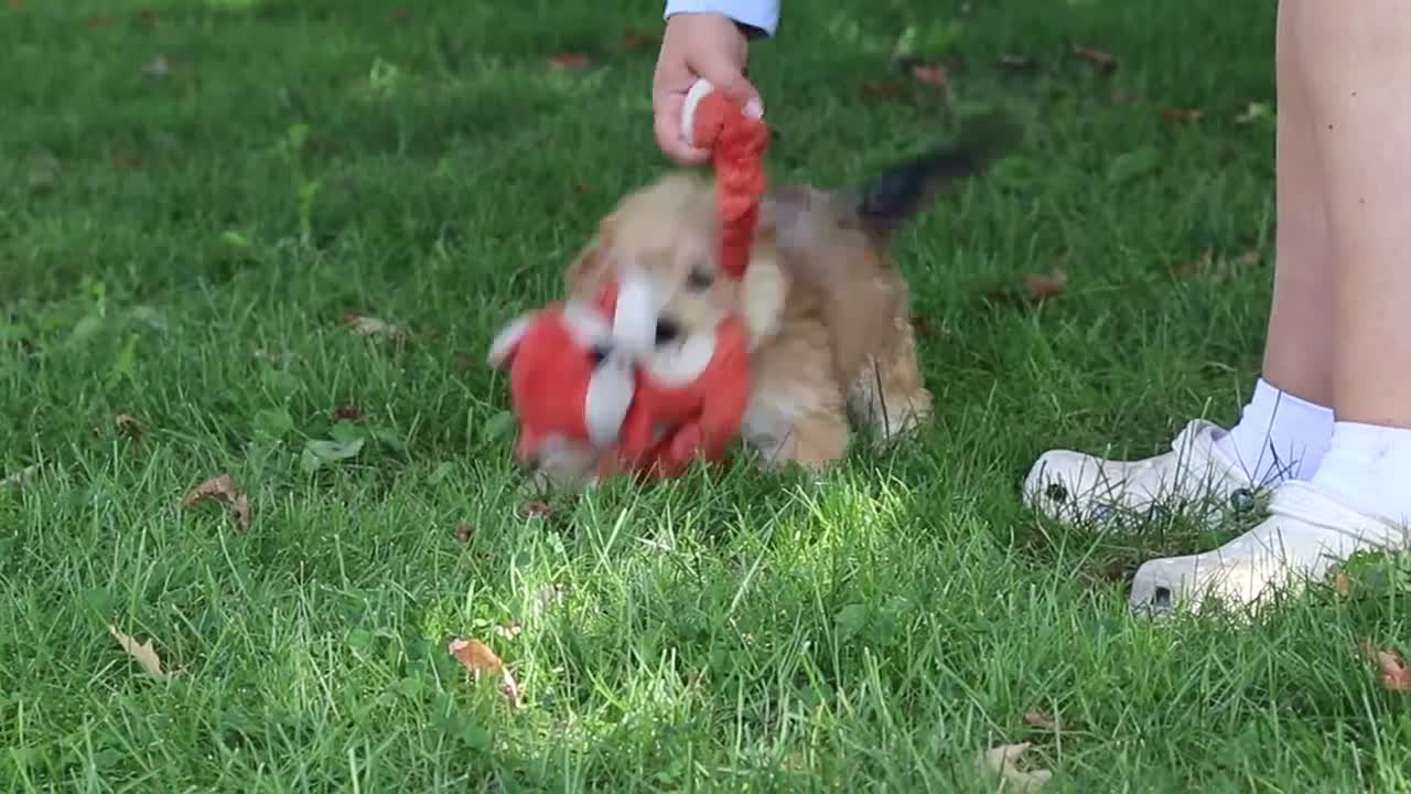 Yochon dogs for sale: Lady - Video 1