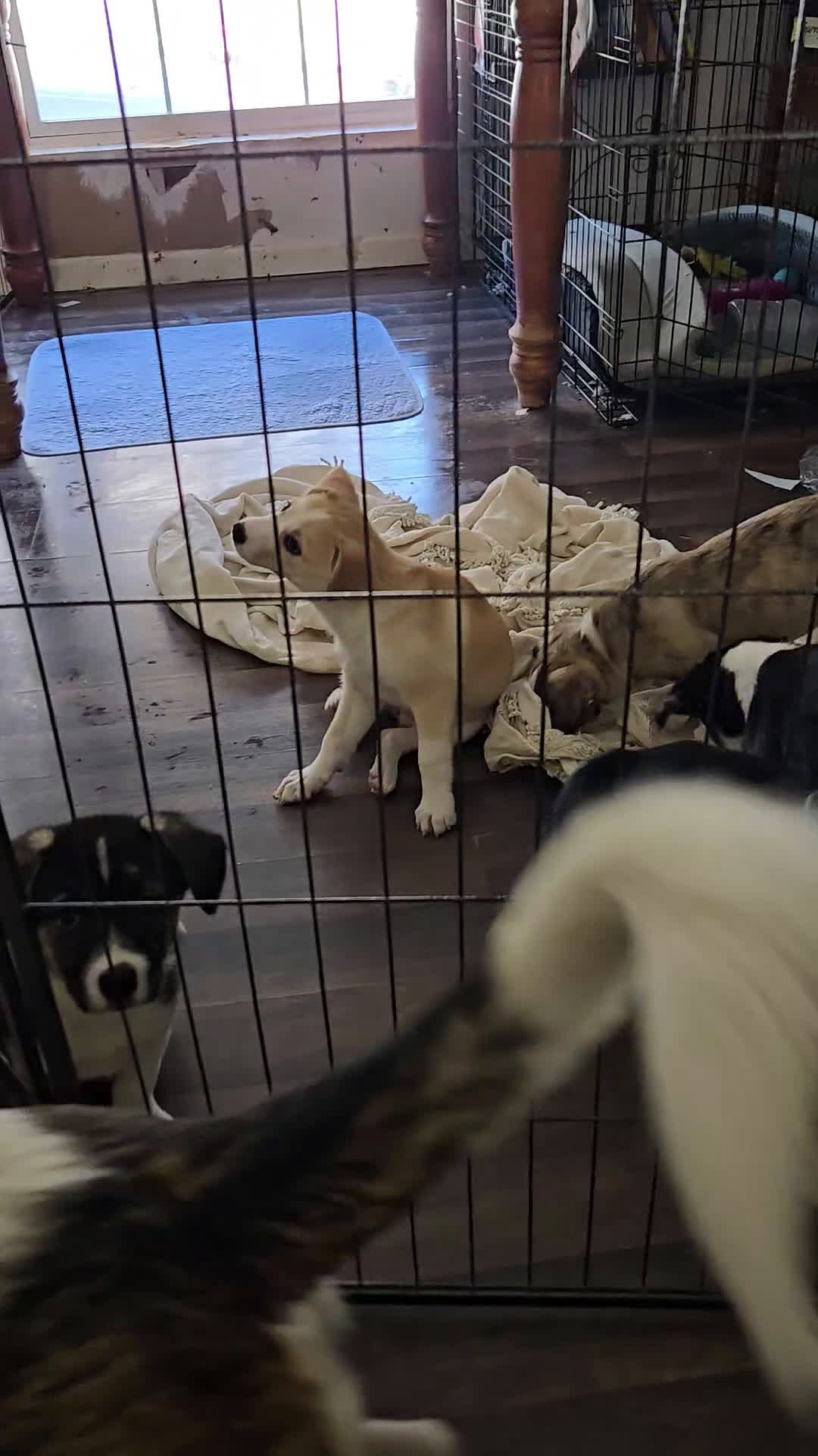 Mixed Breed dogs for sale: BLUE - Video 2