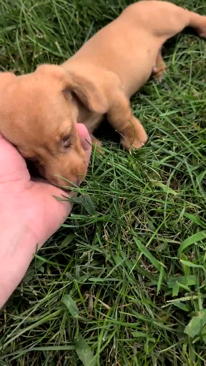Miniature Dachshund dogs for sale: Hendrix  - Video 1