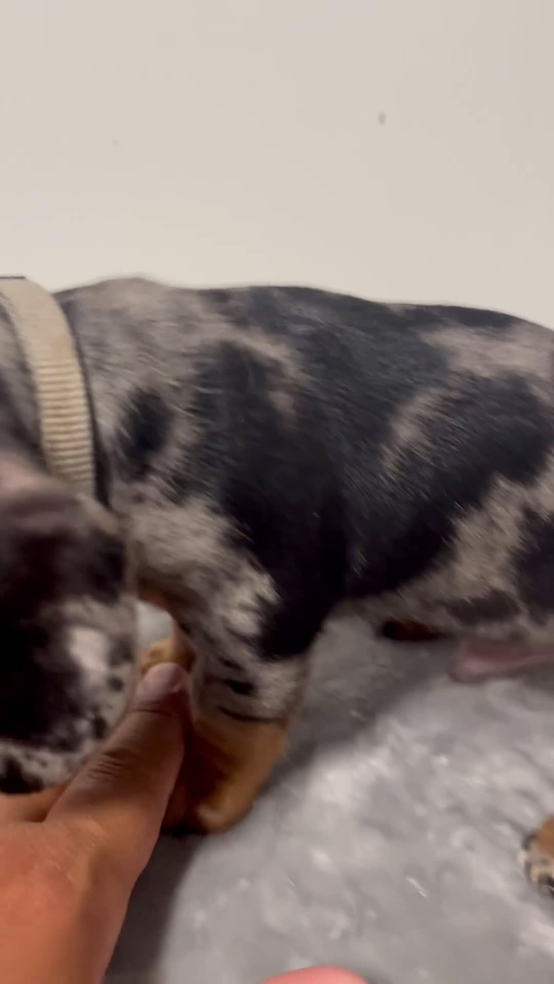 Miniature Dachshund dogs for sale: Miniature Dachshund Grayson  - Video 1