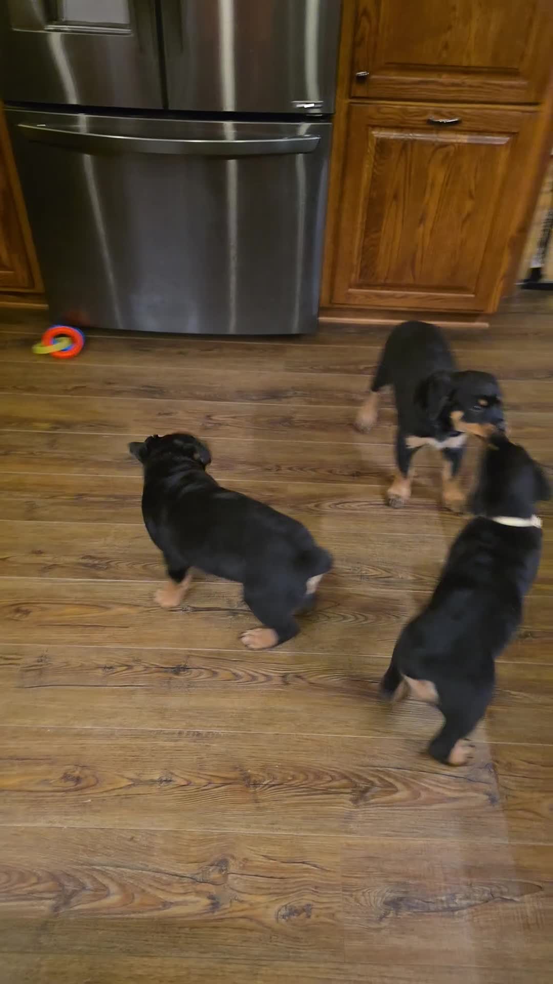 Rottweiler dogs for sale: Brown  - Video 1