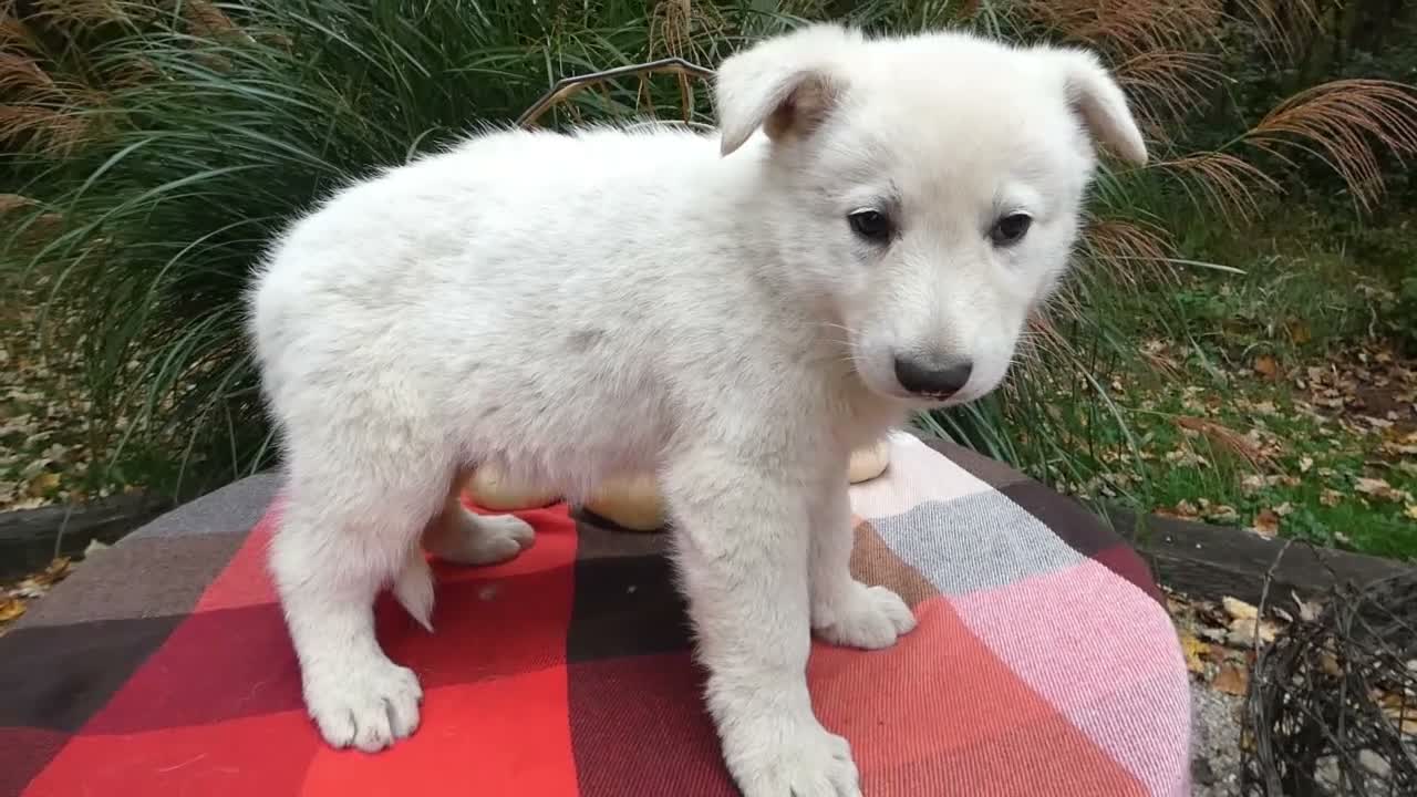German Shepherd dogs for sale: German Shepherd 1 Snowball - Video 1
