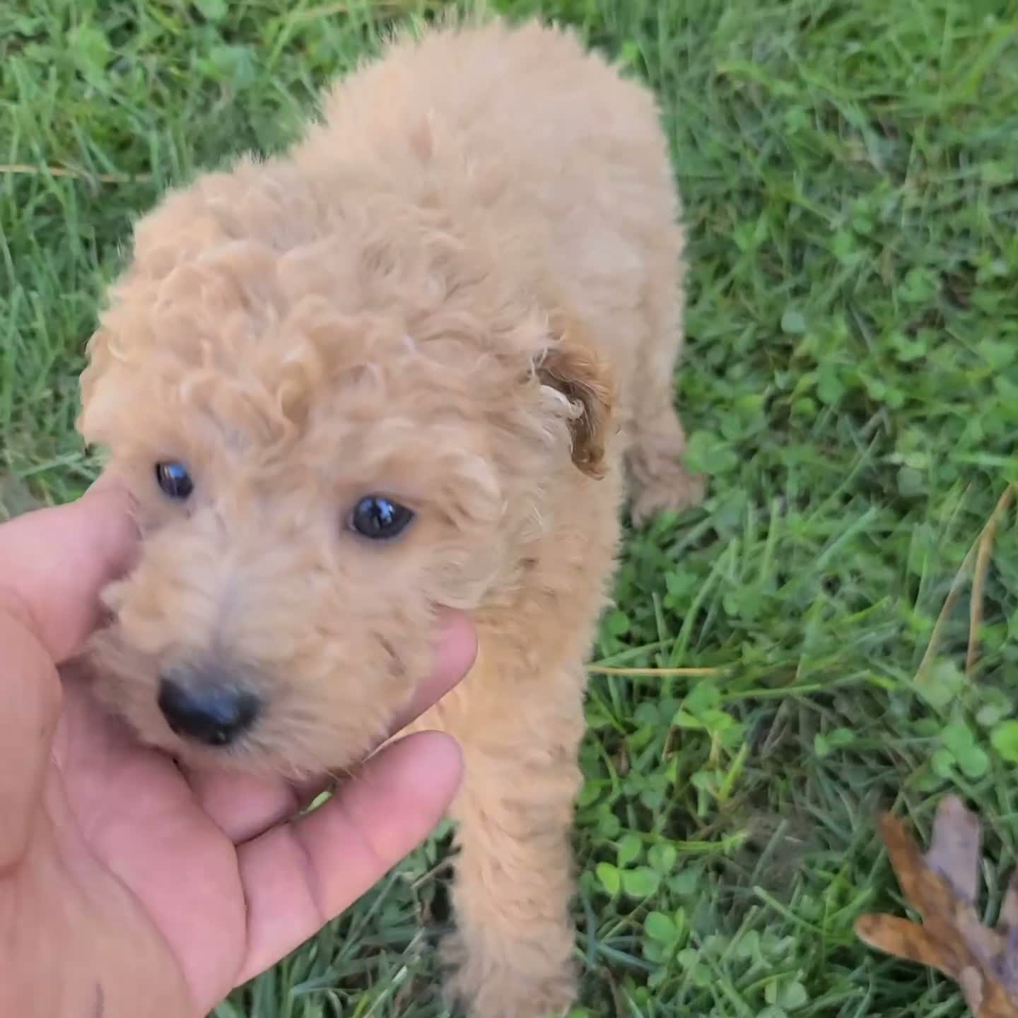 Mini Goldendoodle dogs for sale: Sheila F1B - Video 2