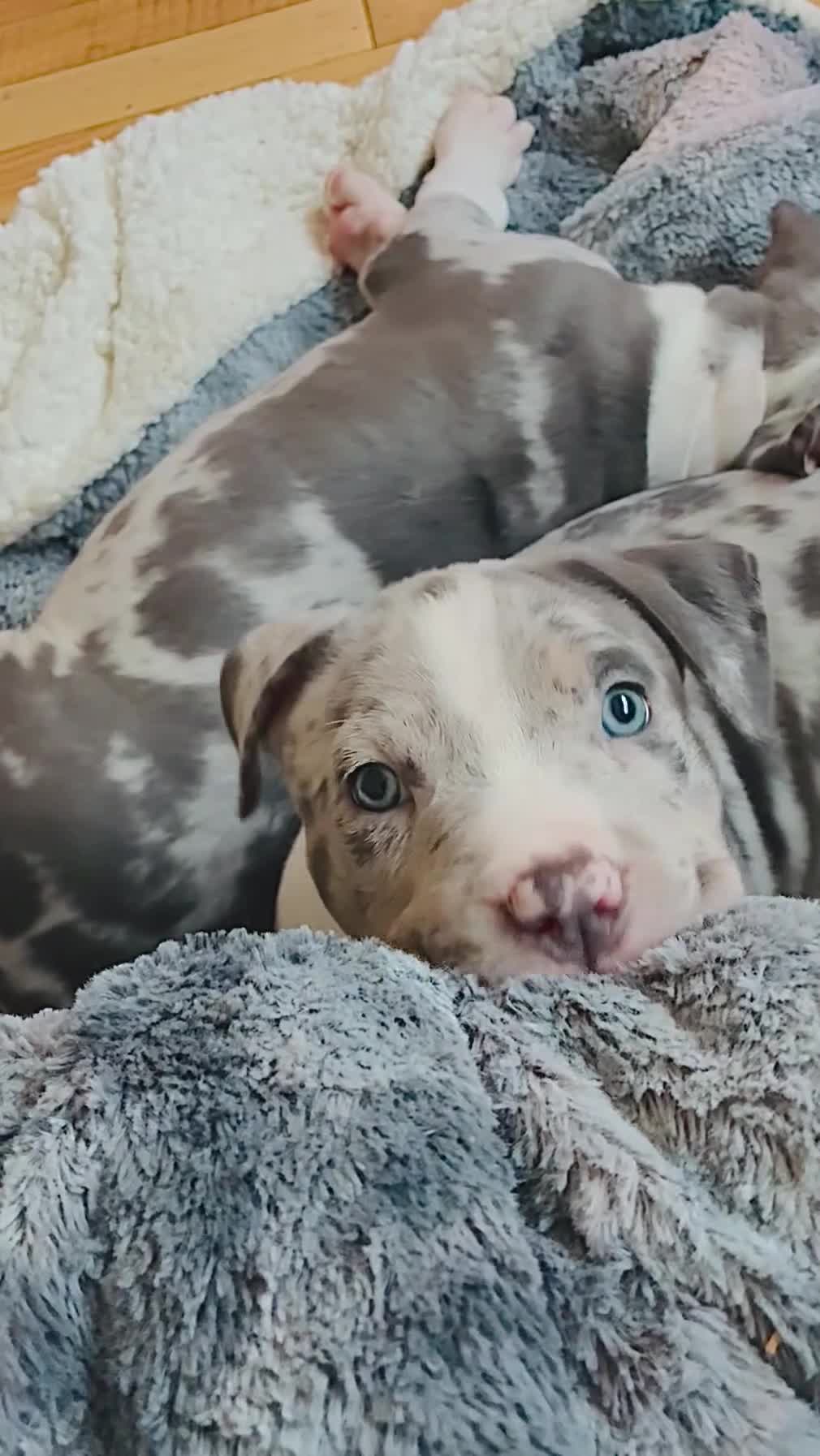 American Bully dogs for sale: American Bully (Female#1) - Video 2