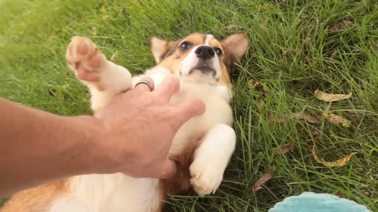 Welsh Corgi Pembroke dogs for sale: Apple Jacks Welsh Corgi Pembroke  - Video 1