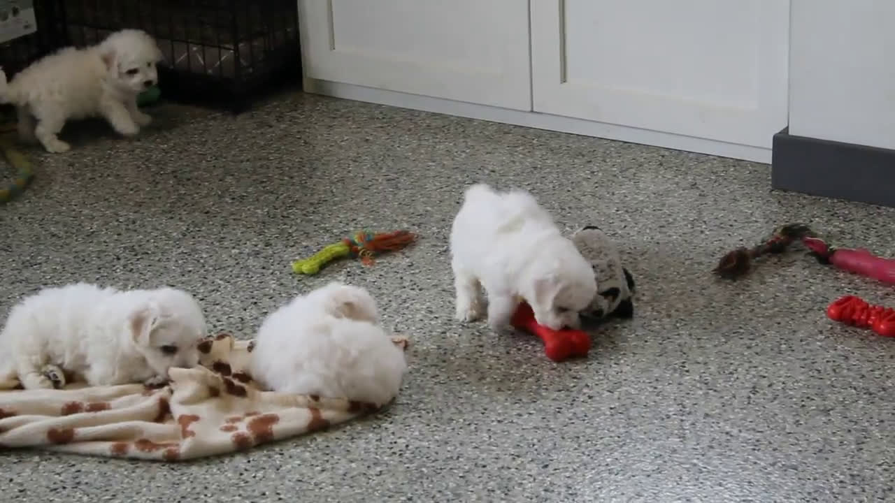 Bichon Frise dogs for sale: Carman - Video 1