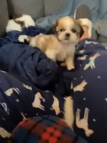 Shih Tzu dogs for sale: Tiny Tulip - Video 1