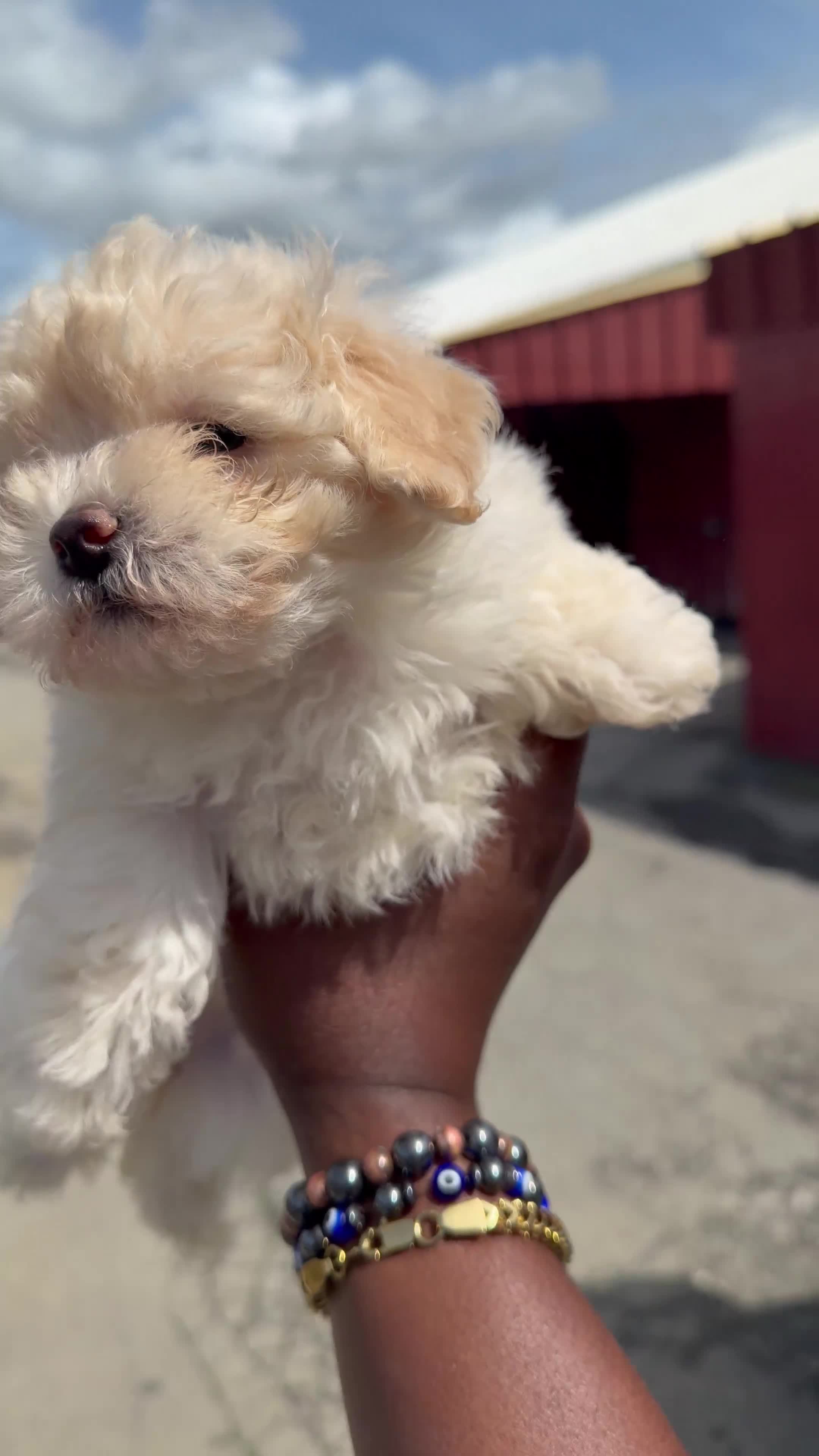 Toy Poodle dogs for sale: Toy Poodle Puppy 1 - Video 2