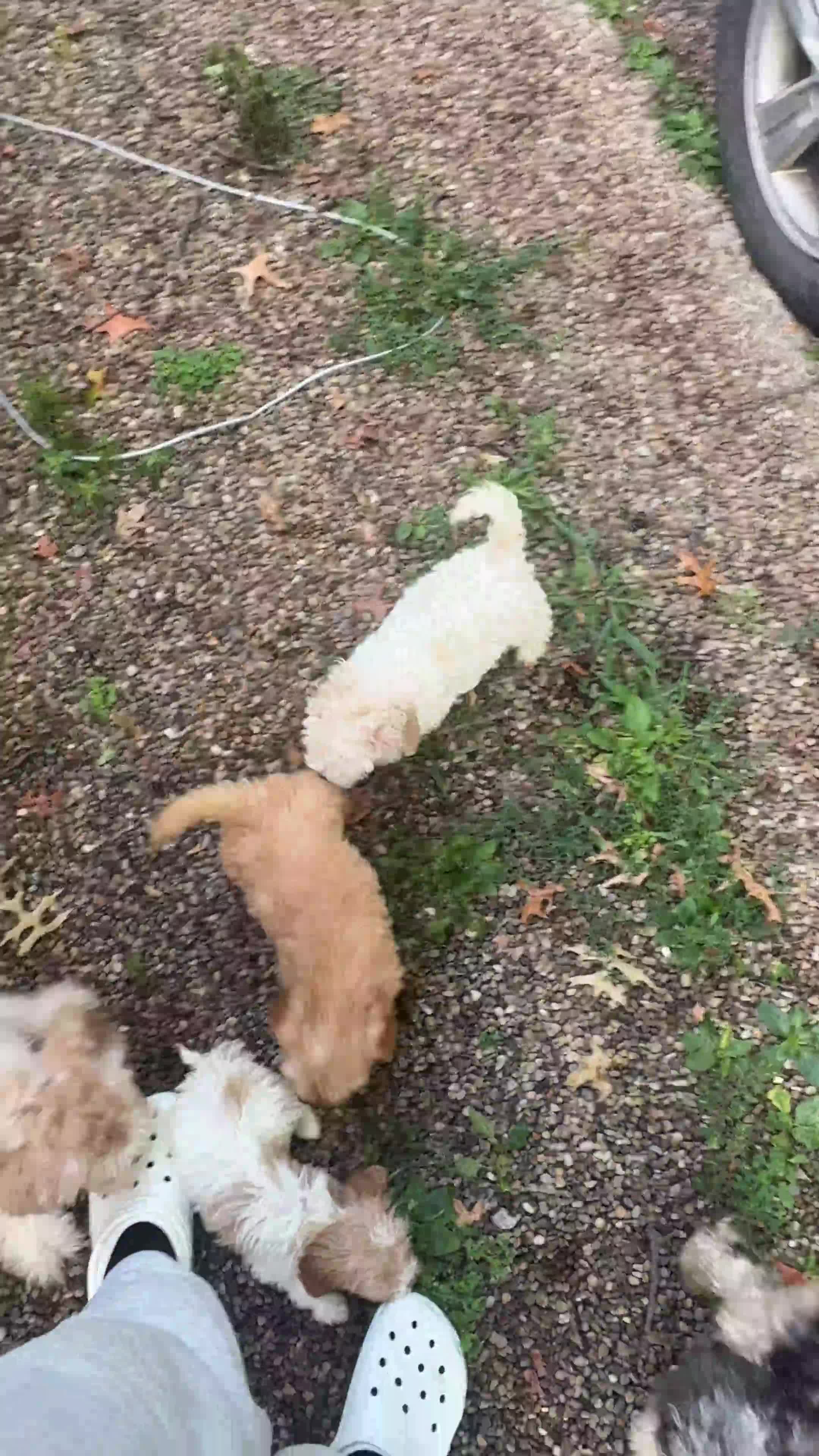 Havapoo dogs for sale: Havapoo 1 - Video 1