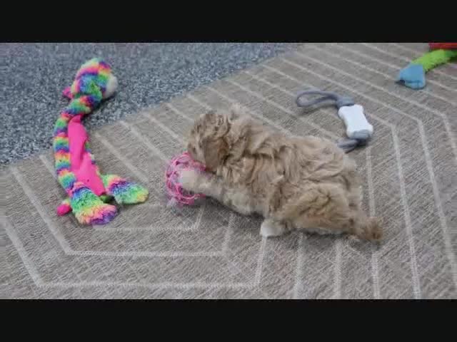 Mini Goldendoodle dogs for sale: Tesa - Video 2