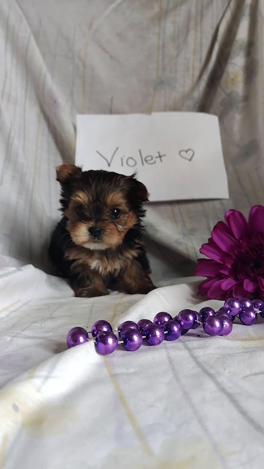 Yorkshire Terrier dogs for sale: Violet  - Video 1