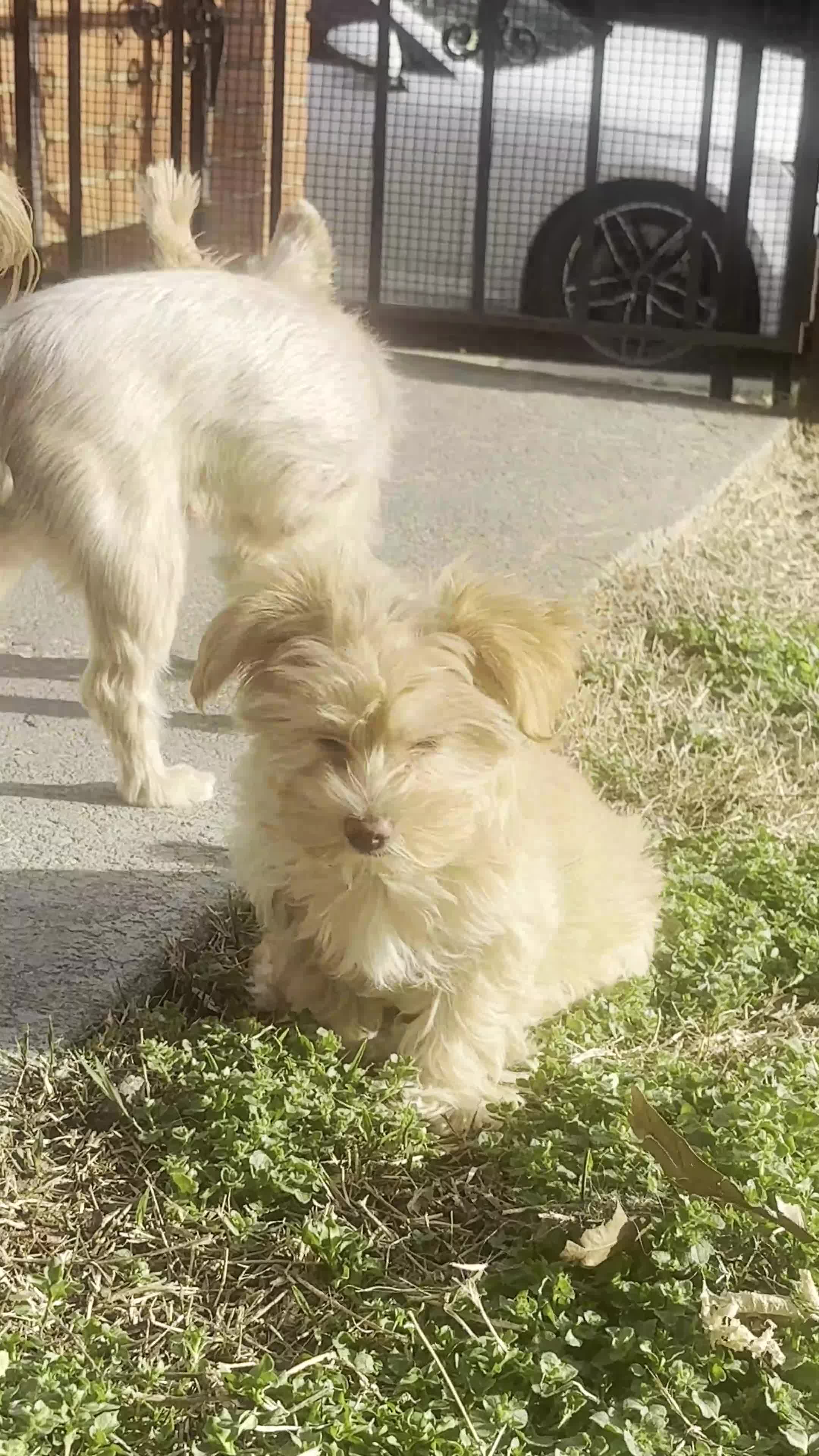 Yorkshire Terrier dogs for sale: Willow - Video 9