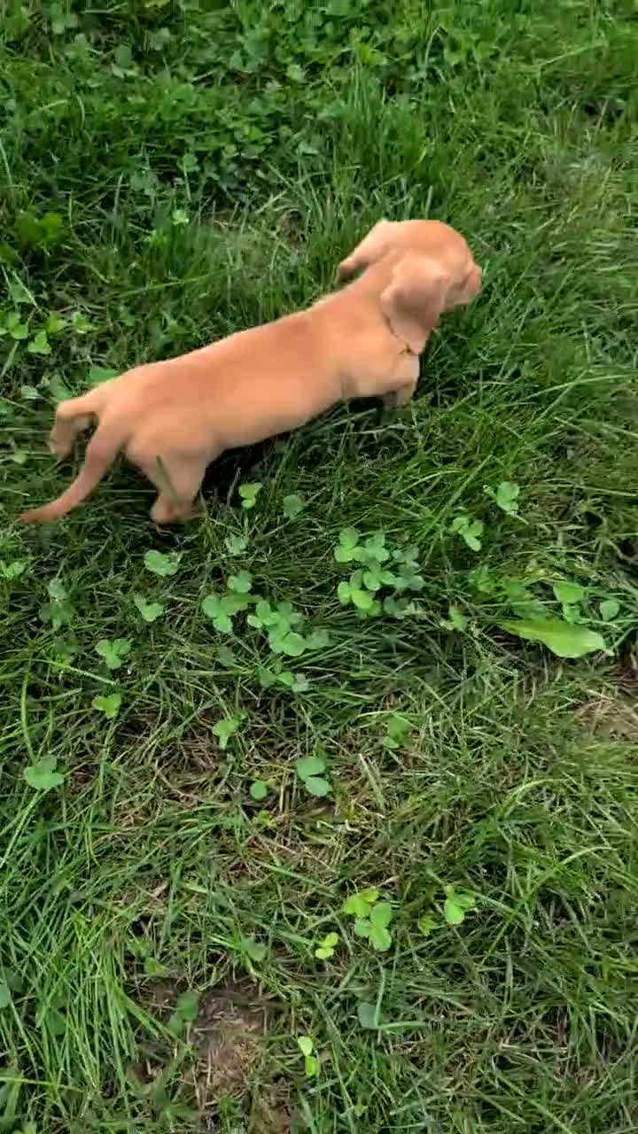 Miniature Dachshund dogs for sale: Honey - Video 1