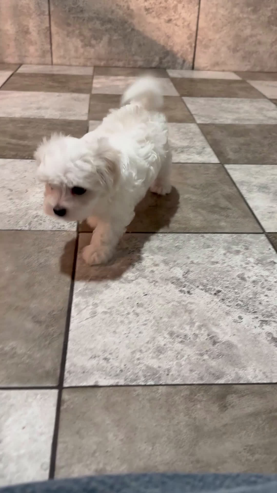 Maltese dogs for sale: Austin - Video 1