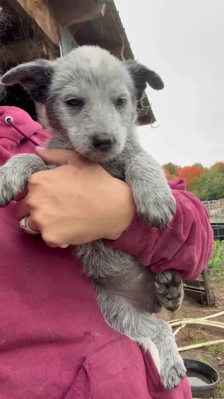 Australian Cattle Dog dogs for sale: Hope - Video 1