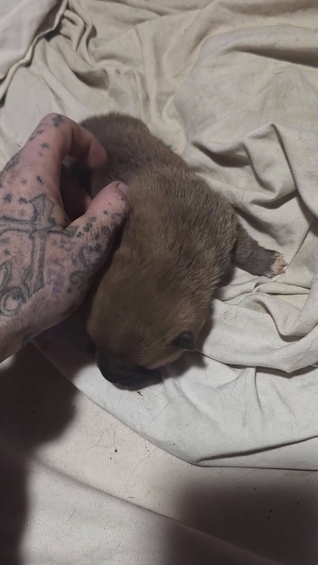 Shiba Inu dogs for sale: Shiba Inu Puppy 3 - Video 1