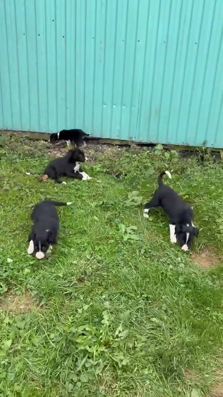 Border Collie dogs for sale: Kay Border Collie  - Video 1