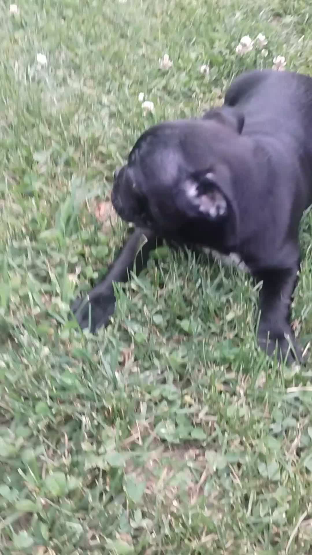Mixed Breed dogs for sale: Sammy - Video 1